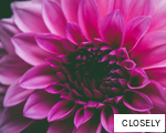 CLOSELY anagram