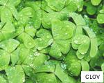 CLOV anagram