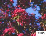 CLUS anagram