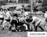 COCCIDIUM anagram