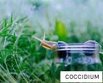 COCCIDIUM anagram