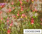 COCKSCOMB anagram