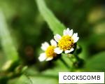 COCKSCOMB anagram