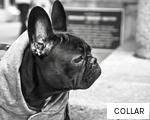 COLLAR anagram