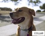 COLLAR anagram