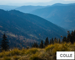 COLLE anagram