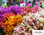 COLOU anagram