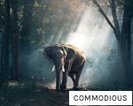 COMMODIOUS anagram
