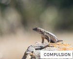 COMPULSION anagram