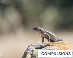 COMPULSIONS anagram