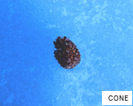 CONE anagram