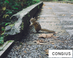 CONGIUS anagram