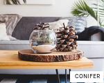 CONIFER anagram