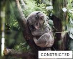CONSTRICTED anagram