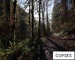 COPSES anagram