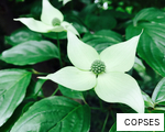 COPSES anagram