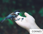 CORNES anagram