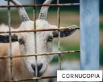 CORNUCOPIA anagram