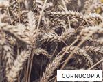 CORNUCOPIA anagram