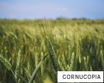 CORNUCOPIA anagram
