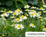 CORNUCOPIA anagram