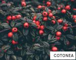 COTONEA anagram