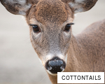COTTONTAILS anagram