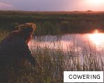 COWERING anagram