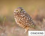 CRACKING anagram