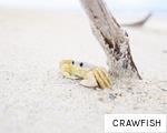 CRAWFISH anagram