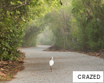 CRAZED anagram
