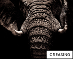 CREASING anagram