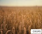 CROPS anagram