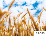 CROPS anagram