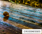 CROSSNESSES anagram