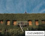 CUCUMBERS anagram