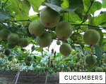 CUCUMBERS anagram