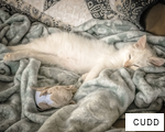 CUDD anagram