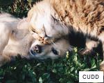 CUDD anagram