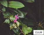 CULM anagram