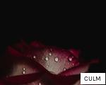 CULM anagram