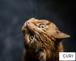 CURI anagram