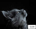 CURI anagram