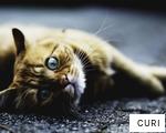 CURI anagram