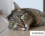 CURIOUS anagram