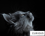 CURIOUS anagram