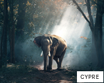 CYPRE anagram