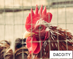 DACOITY anagram