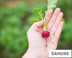 DAIKONS anagram