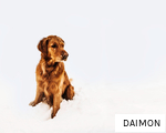 DAIMON anagram